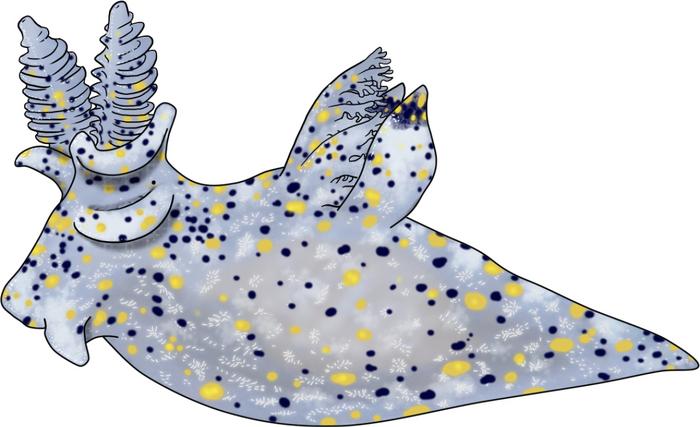 Details of the apearance and morphological features of Thecacera sesama have been hand drawn on a tablet by Chen-Lu Lee. Details of the apearance and morphological features of Thecacera sesama have been hand drawn on a tablet by Chen-Lu Lee.